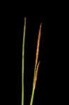 Hairyfruit sedge